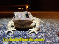 /home//u458753944/public_html/sourcegallery///////Roxborough Toad Detour/2022/2022-03-07/P3070840.JPG